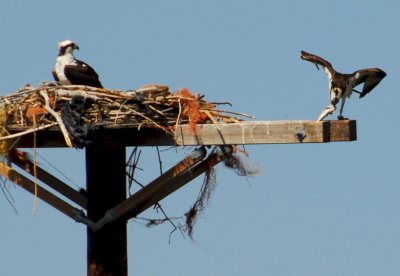 Osprey_Morning-120.JPG