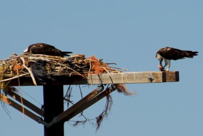 Osprey_Morning-121.JPG