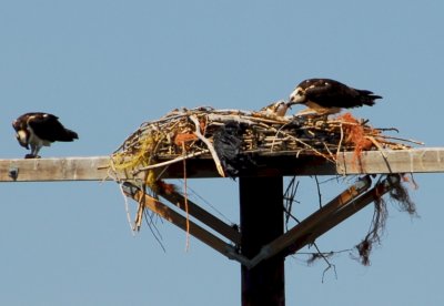 Osprey_Morning-122.JPG