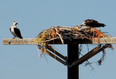 Osprey_Morning-123.JPG