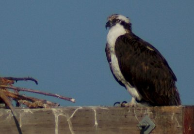 Osprey_Morning-124.JPG