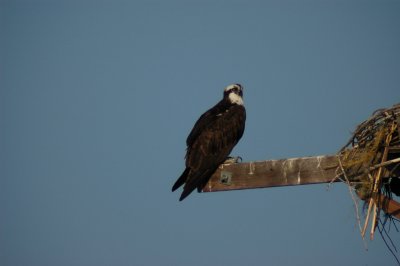 Osprey_Morning-125.JPG