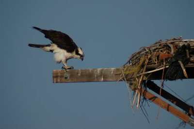 Osprey_Morning-127.JPG