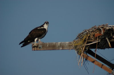 Osprey_Morning-128.JPG