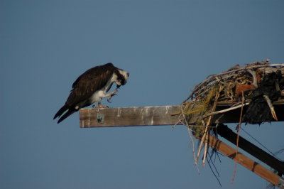 Osprey_Morning-129.JPG