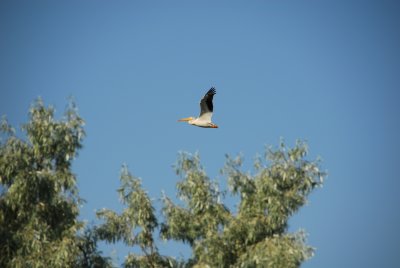 Osprey_Morning-132.JPG