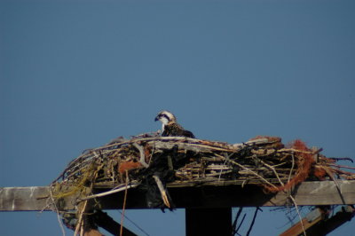 Osprey_Morning-133.JPG
