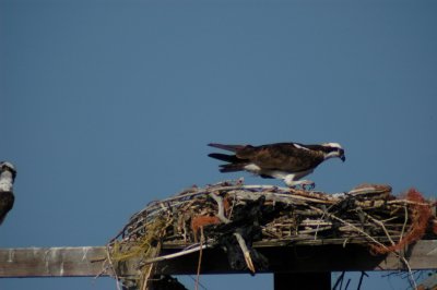 Osprey_Morning-134.JPG