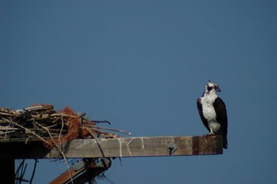 Osprey_Morning-136.JPG