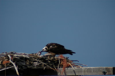 Osprey_Morning-139.JPG