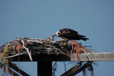 Osprey_Morning-140.JPG
