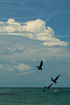 Brown Pelicans