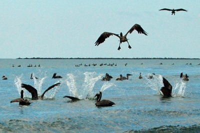 Pelicans feeding
