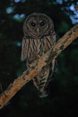 Barred Owl in bad light.
