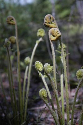 Ferns