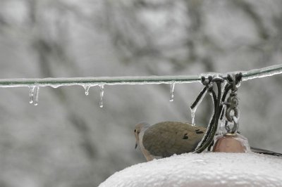 Baffled Pigeon