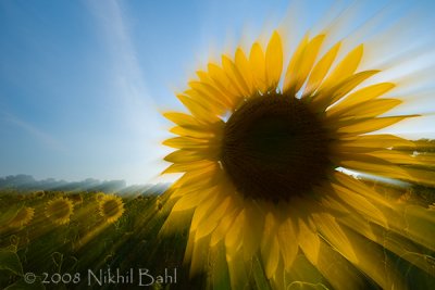 Sunflower Rays_NIK2031.jpg