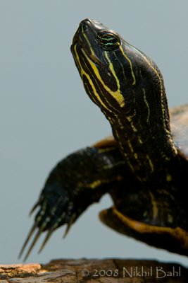 Turtle Claw_NBP7161.jpg