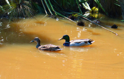 JA Botanical Garden01.jpg