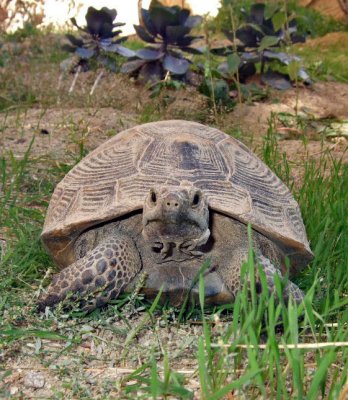 A tortoise in Pigeon Valley