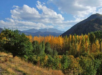 Many of the poplar trees were turning gold in the mountains.