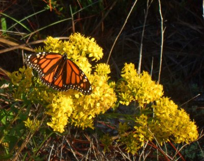 Monarch fueling up