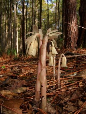 Unusual plants at the cypress swamp