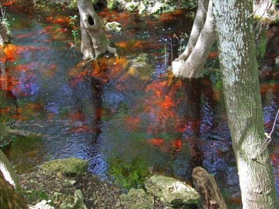 The red water shows best where the sun shines through the trees