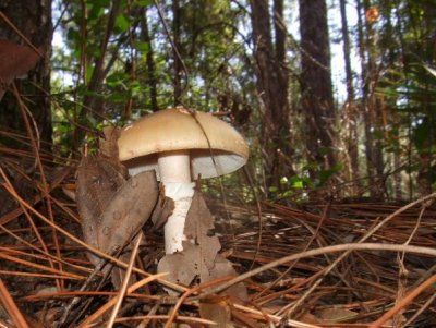 Another mushroom