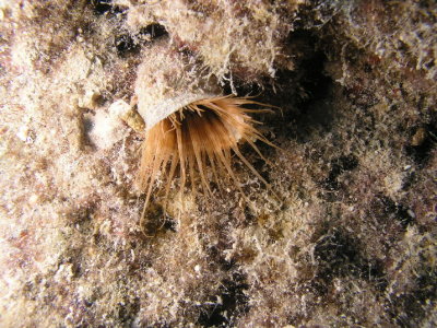 Tube Anemone