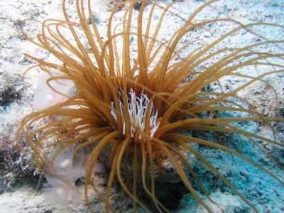 Tube anemone and tube worms