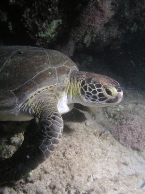 Sea turtle on our night dive