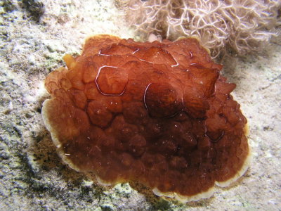 Another turtle nudibranch