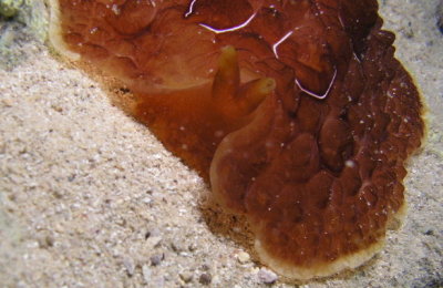 Head shot of the turtle nudibranch