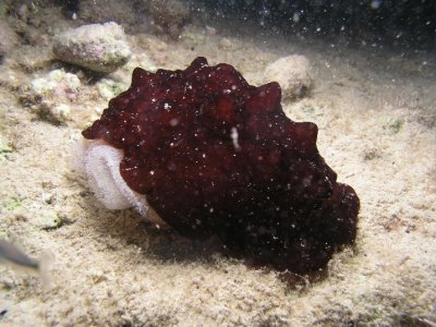 It must be spawning season, because we saw several of these slugs, and this one had eggs.