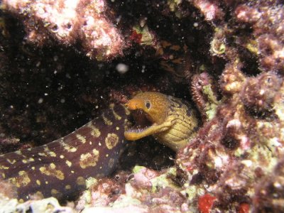 Tiger moray eel