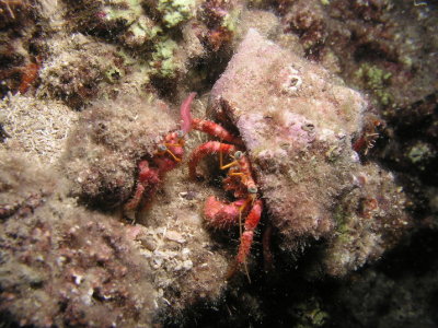 Two crabs