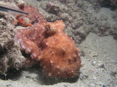 Ornate octopus