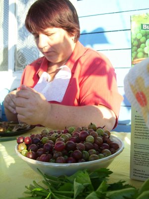 kostromskoj vinograd
