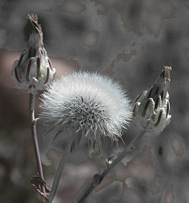 Frosty Flower