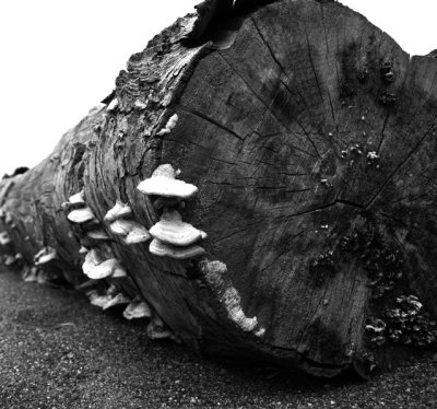 Old Redwood and Friends