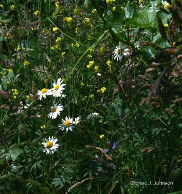 A Few Forest Flowers