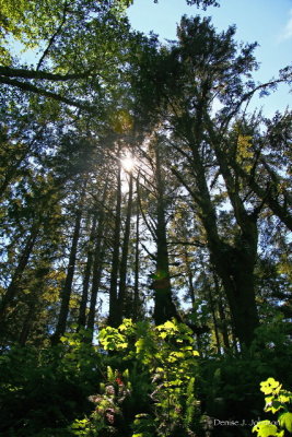 ...and now, back to the Redwoods...
