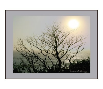 Sun On The Branches