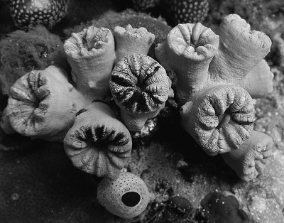 Corals In Black and White