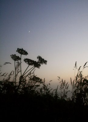 Flowers and Moon