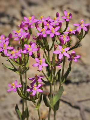 Muehlenberg's Centaury, Zeltnara muehlenbergii