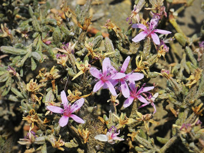 Alkali Heath, Frankenia salina