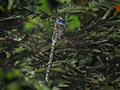 Blue-eyed Darner, female, blue morph