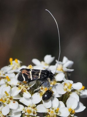 Fairy Moth on Yarrow